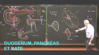 Anatomie du duodénum pancréas et rate Abdomen 2 [upl. by Htbazile58]