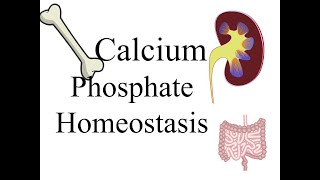 Calcium and Phosphate homeostasis [upl. by Ennayar65]