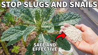 How To Kill SLUGS and SNAILS SAFELY With Iron Phosphate Bait [upl. by Christiana]