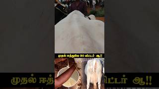 அடேங்கப்பாமாடுவிற்பனைகாளைவளர்ப்புசந்தைபால்பண்ணைcowfarmagriமாட்டுப்பண்ணைfaramingcattle [upl. by Greysun]