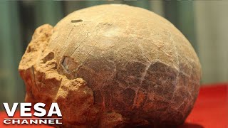 Well preserved dinosaur embryo has been discovered in a fossilized egg [upl. by Scrivenor159]