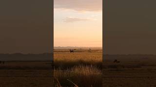 Peaceful Okeechobee mornings ❤️ okeechobee florida thisisflorida nature peaceful [upl. by Manny117]