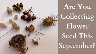 Are You Collecting Flower Seeds This September [upl. by Phionna]