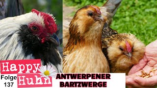 Antwerpener Bartzwerge im Rasseportait bei HAPPY HUHN  Zucht Geschichte Haltung Küken  E137 [upl. by Dallon]