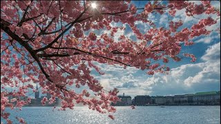 History of Cherry Blossoms in Washington DC [upl. by Zea]