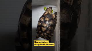 Marginated tortoise tortoisecare marginatedtortoise tortoise [upl. by Rene]