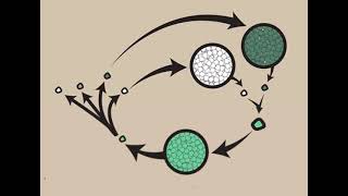 quotClassification of Oomycetes Sysmptoms and life cycle of Pythium Phytophthora and Albugoquot [upl. by Daryn]