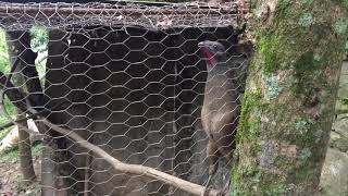 Canto de Chachalaca [upl. by Grearson338]