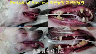 Dog Periapical Abscess 개 치근농양 치근단농양 [upl. by Maleen]