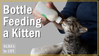 How to Bottle Feed a Kitten Best Tips for Beginners [upl. by Ralli73]