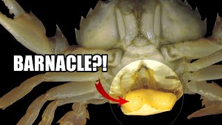 Parasitic Barnacle Facts the BARNACLE Youve NEVER HEARD OF 🤮 [upl. by Balough145]