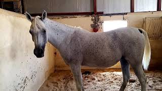 Flea bitten Grey Arabian Horse [upl. by Rialcnis]