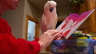 Reading A Story To A Cockatoo [upl. by Rostand]