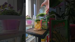 How To Make Matcha Sugarcane Juice [upl. by Nepean451]