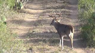 2023 Old Buck La Salle County Texas [upl. by Oetomit959]