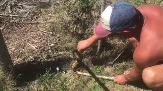 Saving a Puff Adder Snake South Africa Breede River [upl. by Elayor]