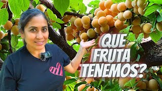 TOUR De Arboles Frutales Cual es la fruta que mas producción tiene 🍑🍇🫐 arbolesfrutales [upl. by Orlov]