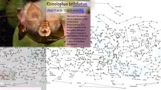 Rhinolophus trifoliatus [upl. by Stortz607]