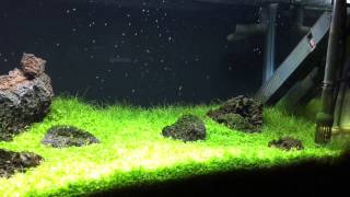 First Look At The 20 Gallon Long Iwagumi Style Tank [upl. by Silden]