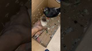 pigeon gift mila pigeon pigeonlover pigeons kabootar kabutar vlog shorts minivlog petsmoon [upl. by Llahsram824]