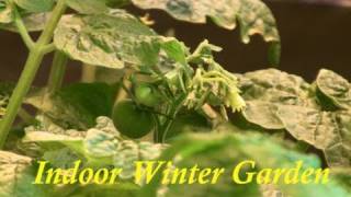 Hydroponic Tomatoes amp Indoor Garden Update January 23 2011  Plant Clips  Floramato [upl. by Hannazus]