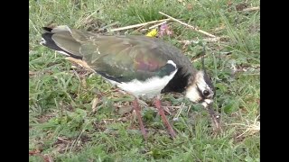 Vogel des Jahres 2019 Kiebitz – Kampf mit Regenwurm [upl. by Refenej]