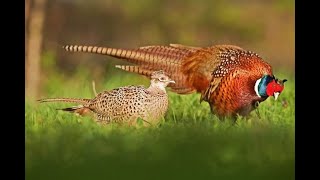 Pheasants at Jallo Park Lahore bird pheasant birdslover goldenpheasant pet gamebirds love [upl. by Nnaarat]