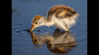 Jacana father with chicks under wings [upl. by Poppo367]