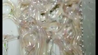 Pescando angulas  Fishing baby eels [upl. by Ybsorc884]