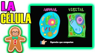 La célula animal y vegetal diferencias y similitudes cuáles organelos son iguales y diferentes [upl. by Hollis]