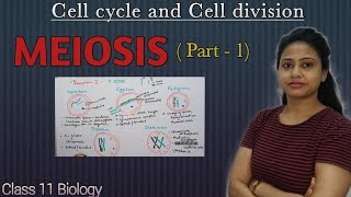 Meiosis  Part 1  Prophase 1  Cell cycle and Cell division  Class 11 biology  NEET AIIMS [upl. by Htevi]