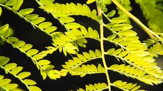 Gleditsia triacanthos Sunburst [upl. by Pancho]