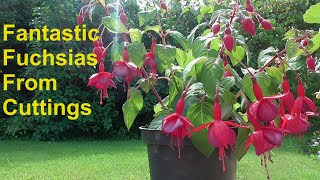 How to propagate fuchsia cuttings in water gardening fuchsia ukgardening [upl. by Gray943]