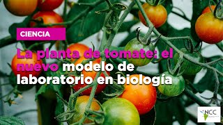 La planta de tomate el nuevo modelo de laboratorio en biología [upl. by Oglesby]