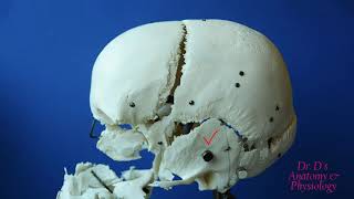 Bone  Skull  Sutures [upl. by Brunhilde]