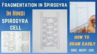 How to draw Spirogyra Easily Step by Step in Hindi  Fragmentation in Spirogyra [upl. by Einohpets]