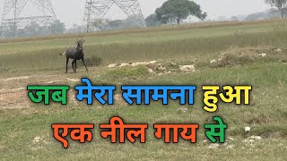 Nilgai ll Nilgai Kaisi Hoti Hai ll नील गाय ।। नील गाय कैसी होती है🔥vlog [upl. by Aihsetel]