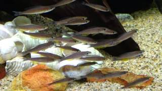 Cyprichromis Leptosoma Jumbo Tricolor Blackfin collected at Chaitika Zambia [upl. by Ahsinak872]