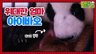 SUB 전지적 할부지 시점 ep122 “아이바오아빠가 같이 있을게” 쌍둥이 아기판다 탄생 그 뒷이야기│Fubaos Twin Sisters  Panda World [upl. by Tcideneb]