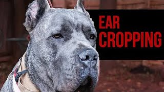 Cane Corso ear cropping and docking 🐕‍🦺🖤🇱🇰 [upl. by Vatsug]