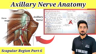 Axillary Nerve Anatomy Circumflex Nerve  Scapular Region Part6 [upl. by Jermain]