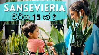 15 Sansevieria Snake plant varieties  සැන්සිවේරියා වර්ග [upl. by Lyndel]