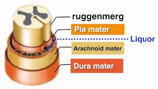 Ruggenmerg medulla spinalis [upl. by Mayes]