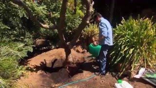 The Garden Gurus  Transplanting Frangipani [upl. by Bahner]