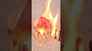 matches experiment with tomato shortsvideo [upl. by Bekelja418]