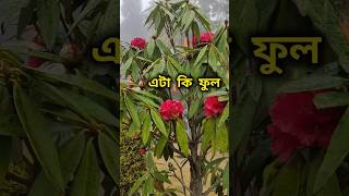 এই পাহাড়ি ফুল কোন সময় পাবেন Red Rhododendron sikkim nature viralshorts [upl. by Yauqaj559]