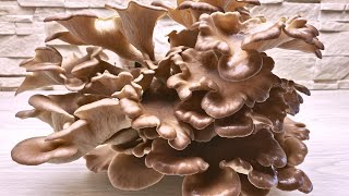 Erntezeit Folge 45  Lungenseitling  SommerAusternseitling  Pleurotus pulmonarius [upl. by Washko233]