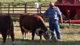 Miniature Herefords [upl. by Cohen]