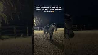 always just patiently waits for me to be done equine horse riding pony connemara [upl. by Reve]