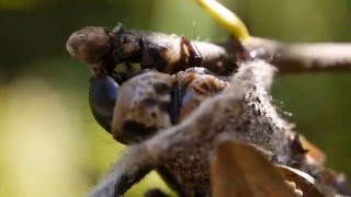 オオミノガ Eumeta japonica の幼虫（ミノムシ） [upl. by Edobalo107]